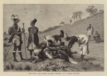 Der Zulukrieg, Natal-Kaffern zerlegen einen toten Ochsen